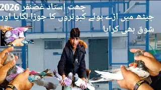 Yesterday’s Struggle, Today’s Success 🔥 Jet Champion Pigeon Pair Installed on Rooftop Mughal pigeon 