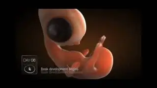 chicken embryo development