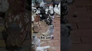 Hungarian Giant House #pigeon #sale