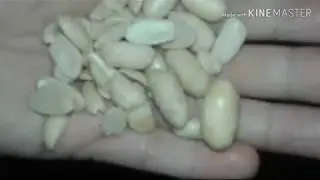 كيفاش نرحي الكاوكاو بلا مايتعجن 'كيفاش نحمصو 👌 😉
