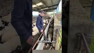 &iquest;Por qu&eacute; separan las ovejas? 🤔