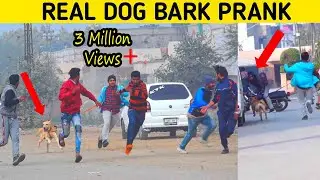 Real Dog Bark Prank @SmartiesPrankTV