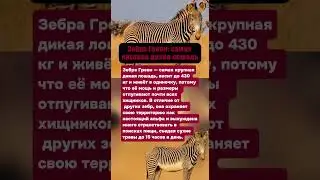 ЗЕБРА ГРЕВИ: САМАЯ КРУПНАЯ ДИКАЯ ЛОШАДЬ #животные #факты #интересное