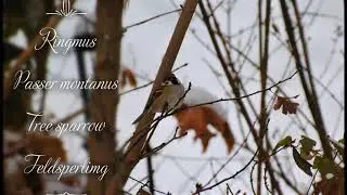 Vogels, Birds, V&ouml;gel