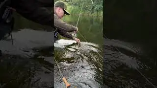 Хариус на сухую муху Grayling game on dry fly #fishing #streamfishing #troutfishing #travel #рыбалка