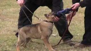 Protection Dog - Introduction to Bite Work at 12 weeks old