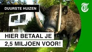 Wilde zwijnen in de achtertuin! - DUURSTE HUIZEN #13