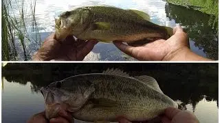 Toronto Bass Fishing - Grenadier Pond, High Park - 2015