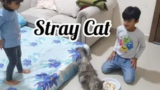 Stray cat got adopted becomes favourite pet | Ms homegrown
