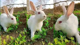 Cute Rabbit videos _ Rabbit Funny Momey _ Rabbit Eating