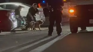 NONSTOP NEWS: Deadly pit bull attack, teen manslaughter arrest, Smiley postmaster killed