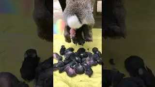 wild rabbit giving birth to babies | cute baby rabbit | birth of a bunny #rabbit #rabbitbaby