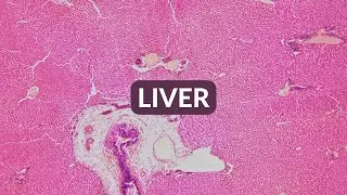 Histology Made Easy: Human Liver