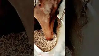 Horse eating grain #horse #horseriding