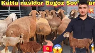 😱SHERALI AKAMIZGA 🇰🇬QIRGʻIZISTON BISHKEK ARASHAN BOGʻOZ SOVLIQLAR YETIB KELDI NARXI JUDA ARZON
