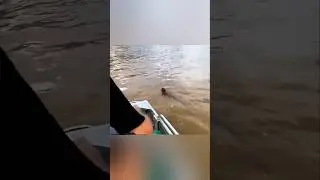 இந்த குட்டி குரங்கு எப்படி காப்பாற்றப்பட்டது? | This little monkey  rescued from a river!!!