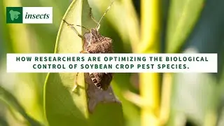 Optimizing Biological Control of Soybean Crop Pest Species