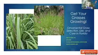 Get Your Grasses Growing: Ornamental Grass Selection, use and Care in Florida