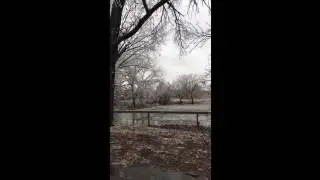 Ice cracks on tree branches Monday afternoon in Hays.