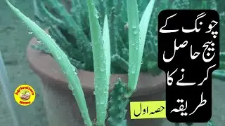 How to Get Caralluma seed/ Caralluma seed production (Part 1)