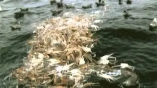 Destructive fishing practices