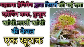 Drosera 30।drosera rotundifolia।drosera homeopathy medicine।