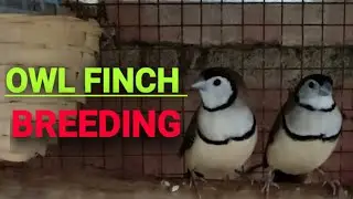 OWL FINCH BREEDING