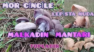 #mantartoplamak Mor Cincile/Lepista Nuda/Malkadın Mantarı Topladık. Mor Cincile mantarı yenirmi ?
