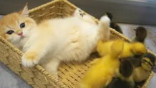 Kitten Loki was angry with ducklings and goslings