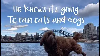Calm Down Under @ Lavender Bay, Seashore Dreams, White noise,  Water Ripples to Relax, Study,  Sleep