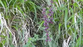 Dark Red Helleborine - Scottish Highlands - July 2022
