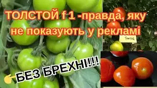 Про 🍅ТОЛСТОЙ F 1 мовчать! РЕАЛЬНИЙ РЕЗУЛЬТАТ з ГРЯДКИ  #городництво #садівництво  #томати #помідори 