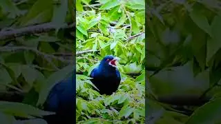 Singing Asian Koel bird.