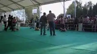 Lhasa Apso Show