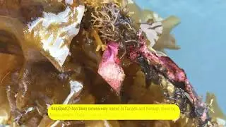 The Future Of Kelp Restoration & Sustainable Ocean Farming.