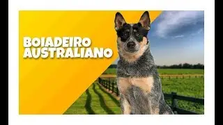 Australian Cattle Dog - Blue Heller - Boiadeiro Australiano - Cinobras TV - Tudo sobre Cinofilia.