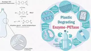 The breakdown of plastics using Enzymes