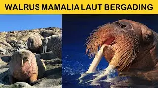 Fakta Walrus Mamalia Laut Bergading