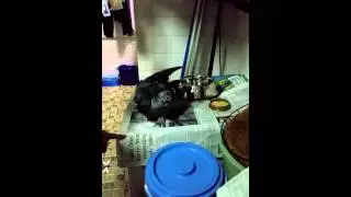 Kung fu bird