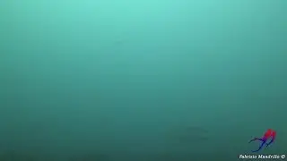 Preparazione Santa Marinella 2018 - Branco di denticioni nella nebbia