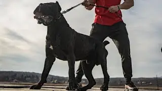 DANGEROUS OR PROTECTIVE? THE CANE CORSO