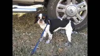 MEMORIES | PET DOG WALKING WITH BOOTS