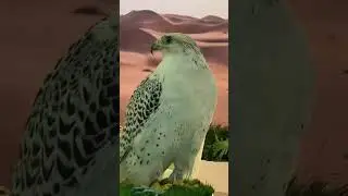 🦅😱 falcon #dubai ATM Dubai 2024 #subscribe #like