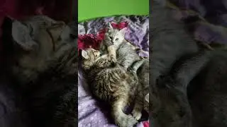 Kitten Paradise