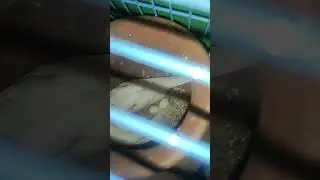 #budgies#love birds #shorts#in tamil#1M#for beginners 🥰#for kids #love birds stories#story#stories.