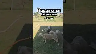 Есть на продажу Баранчики лакон +7 (929) 880-83-63 #лакон