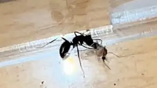 Mosquito vs ant (torturing mosquitoes)🔥🔥🔥☠️