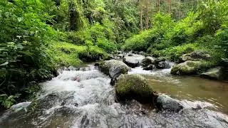 Let nighttime calm find you with gentle river sounds near a quiet jungle stream to help you rest