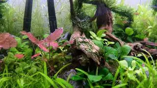 Relax with planted aquarium & tropical fish - ruby tetra