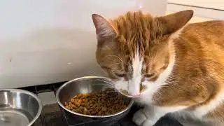 Cat manners - is he too loud when he eats???